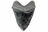 Fossil Megalodon Tooth - South Carolina #170580-1